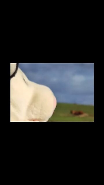 My Pet Cow Ran Away #sml #comedy #funny #meme #memes #funnyvideo