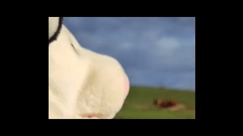 My Pet Cow Ran Away #sml #comedy #funny #meme #memes #funnyvideo