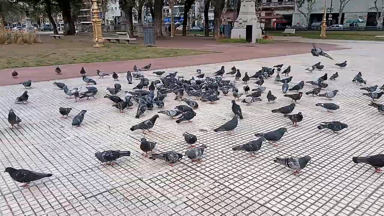 CABA Pigeons