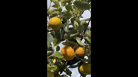 Erika persimmon tree. Very sweet fruit
