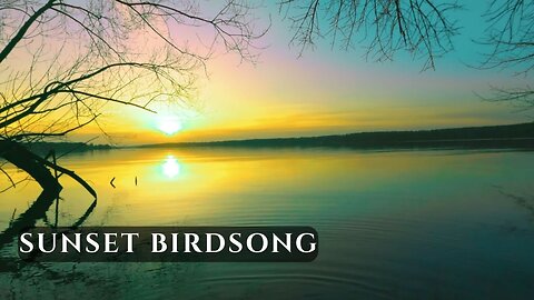 Sunset Birdsong by the Lake • Evening Nature Sounds for Relaxation & Calm | 4K