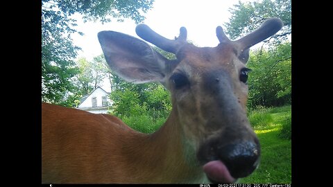 Deer Cam Photos Buck In Velvet Taken May June 2021. Game Cam Trail Camera