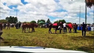 Marcaron 46 binomios - 37° edición del raid federado CLUB URUGUAY - Fraile Muerto 22/11/2025