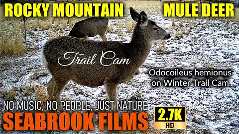 Rocky Mountain Mule Deer: Odocoileus hemionus on Winter Trail Cam