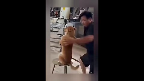 Fun 😂😂😂😂😂 comedy ,Animal dubbing