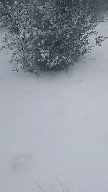 Florida global warming