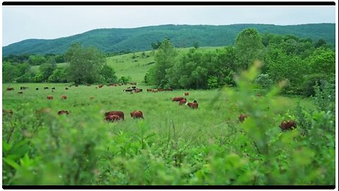 The Lunatic Farmer 2025