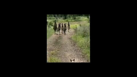bkbobo