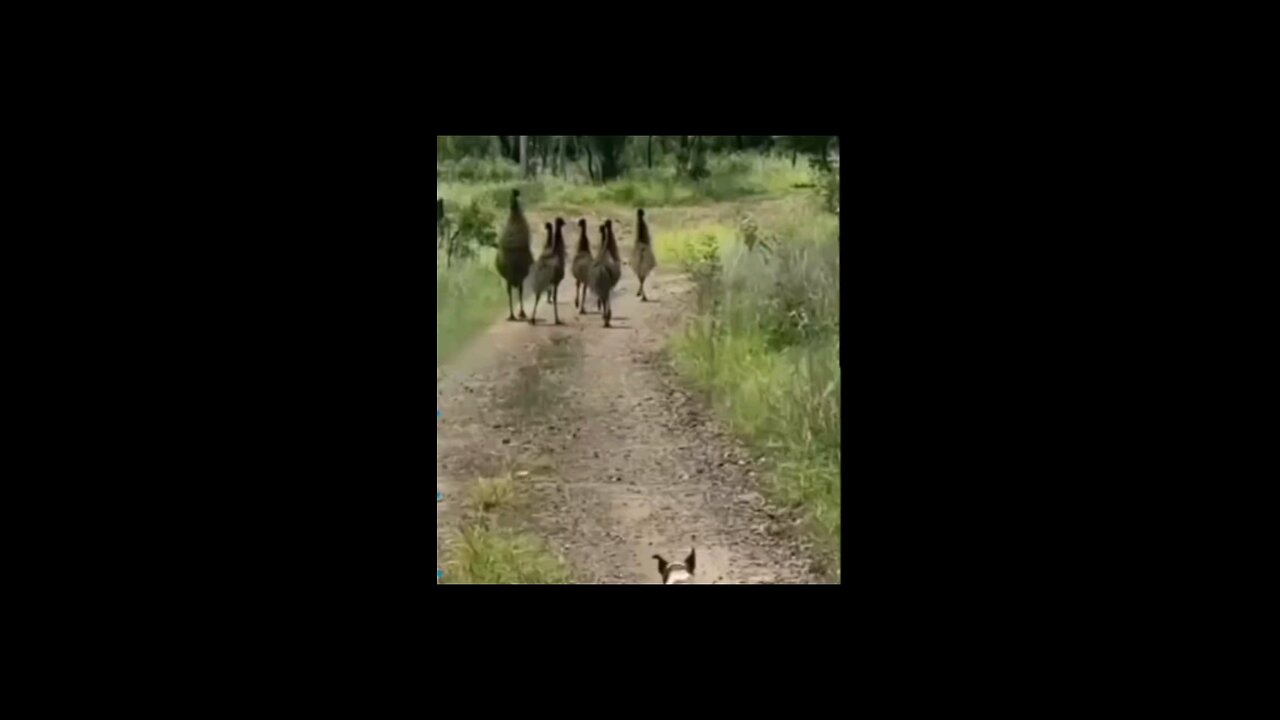 bkbobo