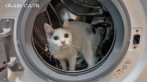 My cat loves to run in the washing machine