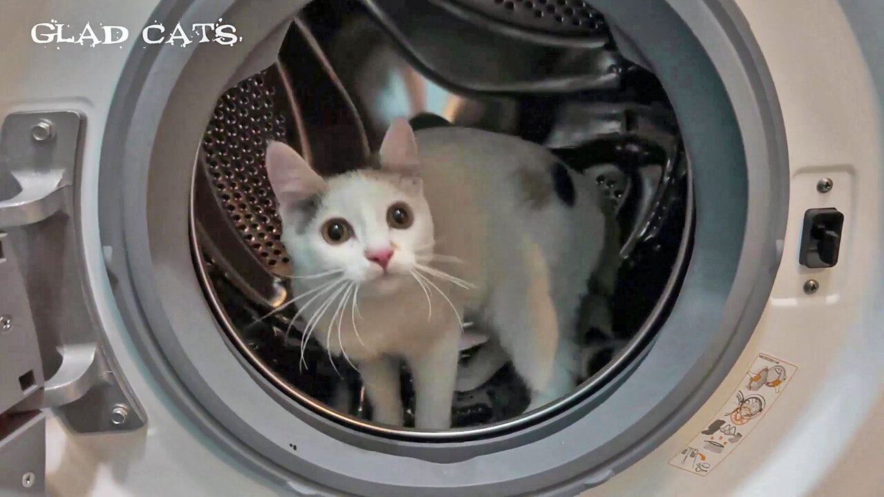 My cat loves to run in the washing machine