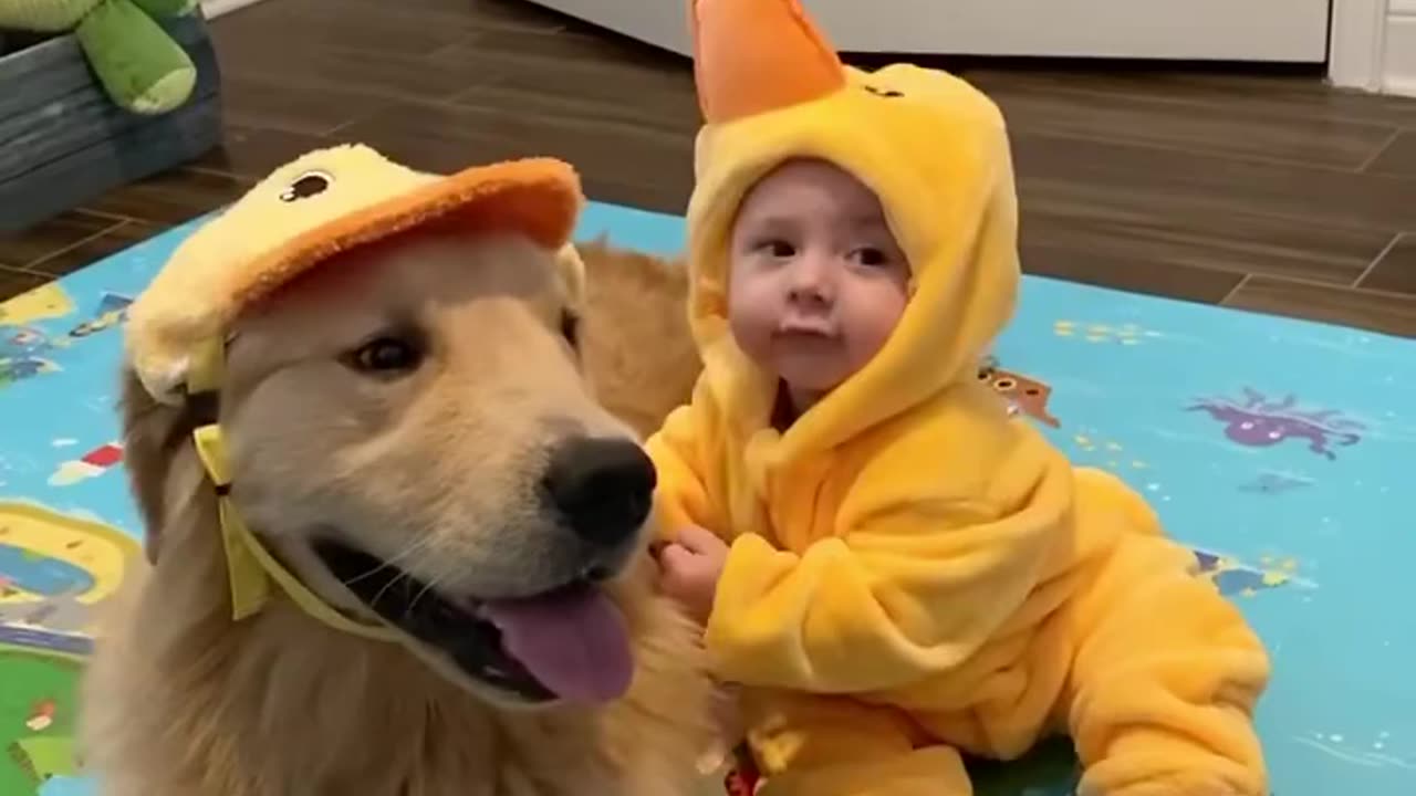 “Dog Knowledge Compact – Understand Your Dog Deeply & Build a Stronger Bond”