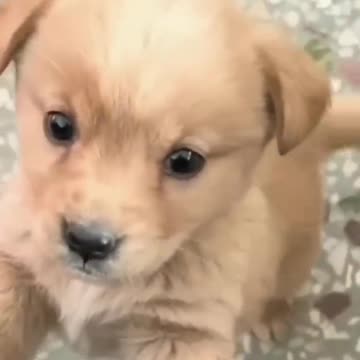 Baby dog#cute puppy barking#4kviral#shorts