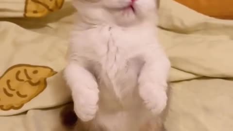 Dog's Comedy Videos 🤣 so cute videos and puppies comedy scenes 🤣 so cute 🥰 🥰 🥰 🥰