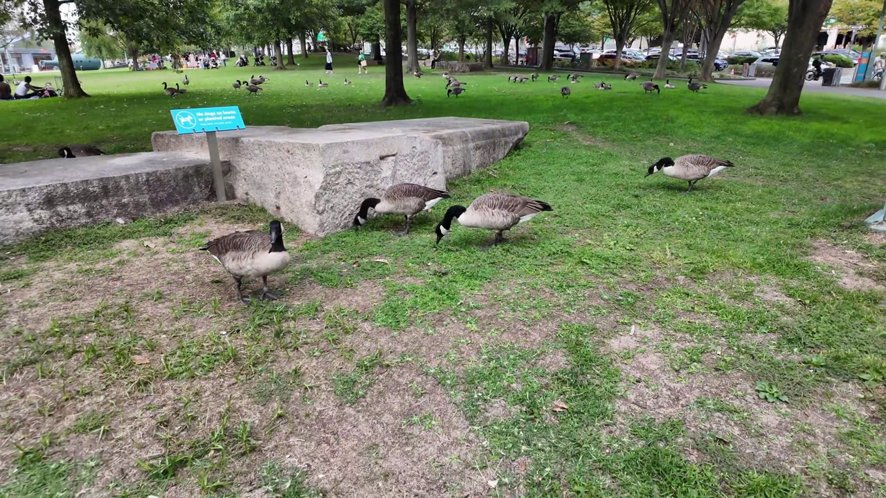 🗽 NYC Live 🔴 Walk (Chat on YouTube)