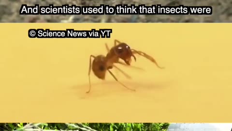 🤯🐜 Mind Blown! Ants Are Self Aware! | FeedMyCuriosity