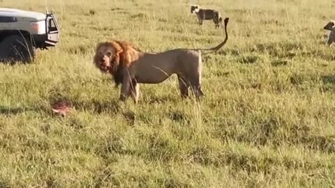 animals