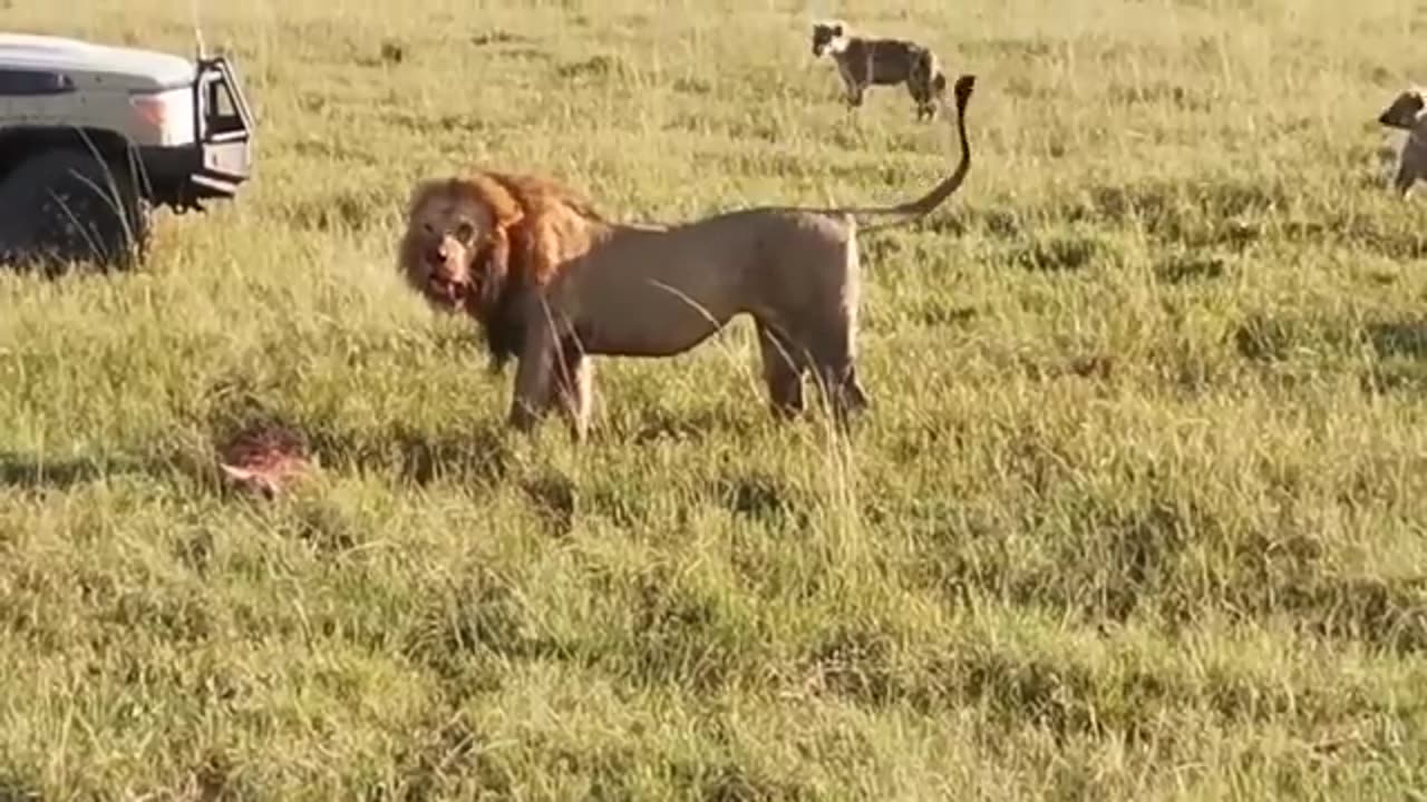 animals