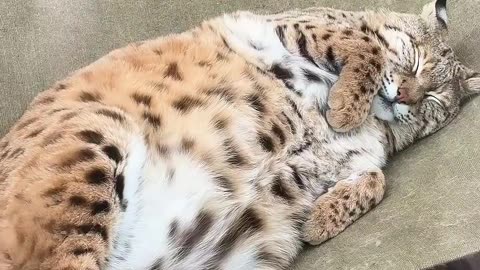 Big cats are just cats