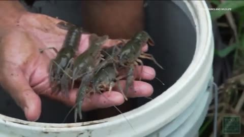 Invasive crayfish discovery raises red flags for Texas wildlife