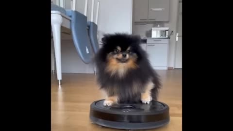 Dog very cyut moments fanny video