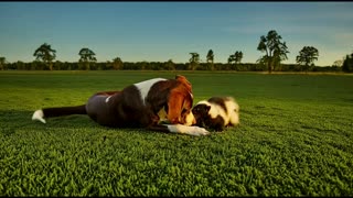 INSTANT SKUNK ODOR REMOVER