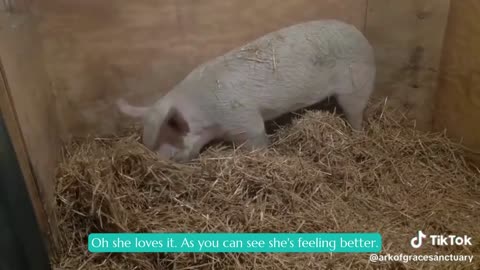 Have You Ever Seen A Pig Build A Bed?🐷💤