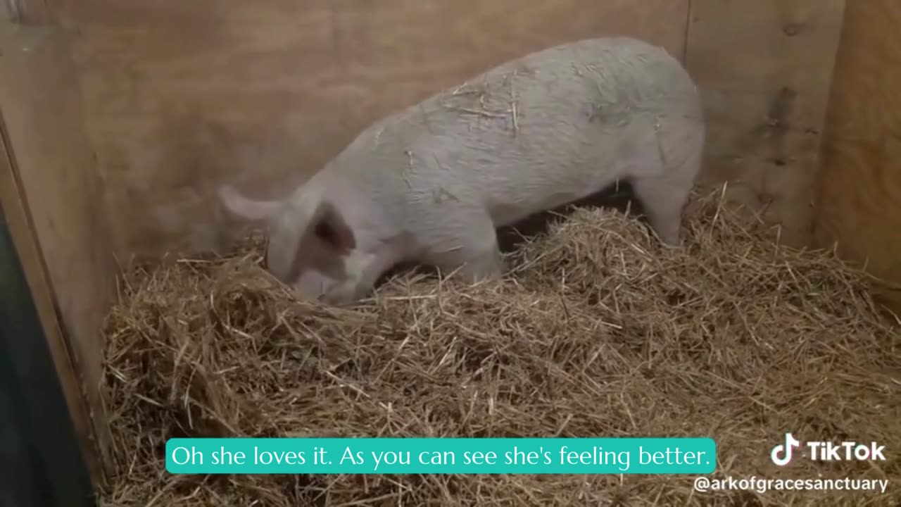 Have You Ever Seen A Pig Build A Bed?🐷💤