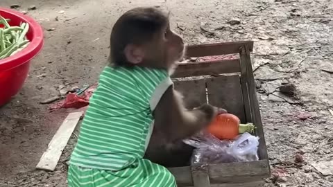 Cute Monkey