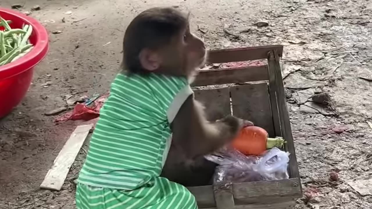 Cute Monkey