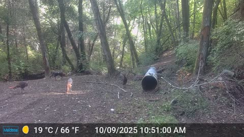 Turkey Flock versus "the Raven" part 2