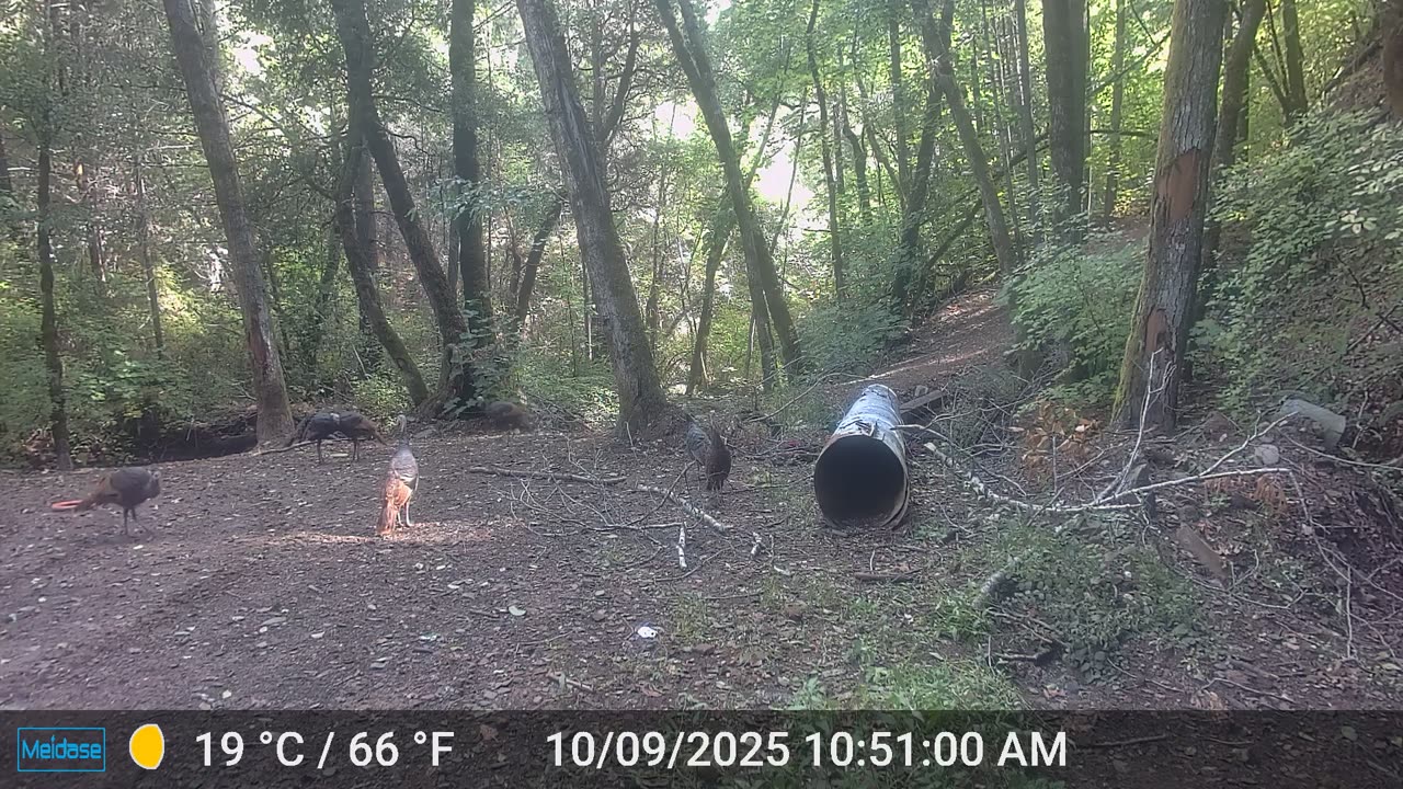 Turkey Flock versus "the Raven" part 2