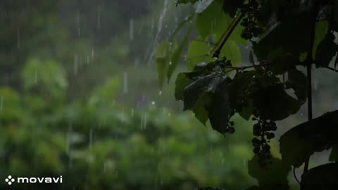Rain to make you sleep