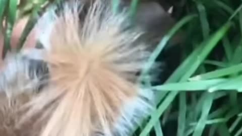 Squirrel vs Redneck