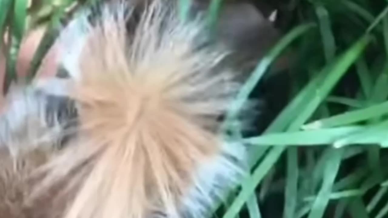 Squirrel vs Redneck