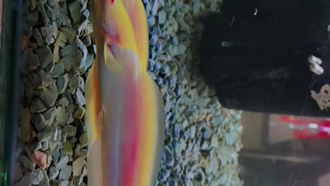 Diamond fish aquarium