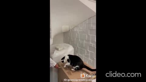 os 2 gatos pegando rato debaixo da cama 2.mp4