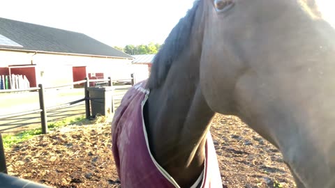 Working on the farm🐴first time trying barefoot shoes!