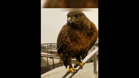 The bird got stuck in the mud and was dying.