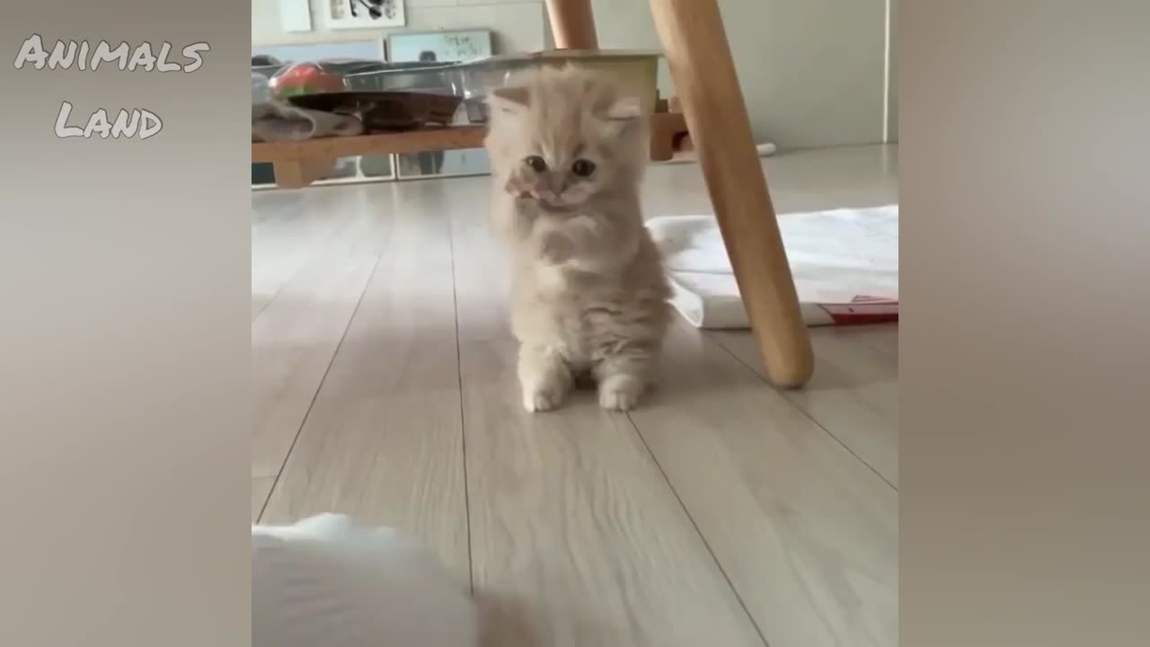 Funny scenes of cats in 2025, Funny cat fights