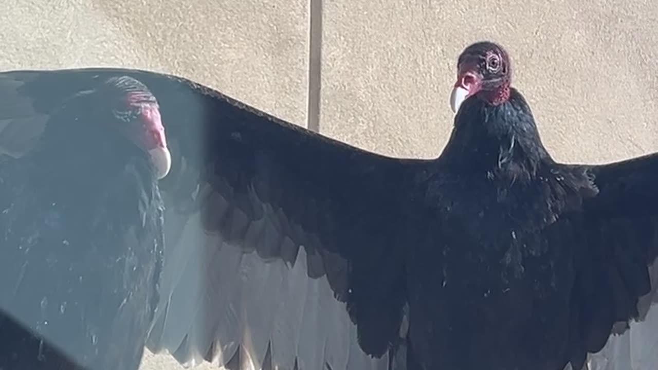 Turkey Vulture Waits Patiently for Its Hug