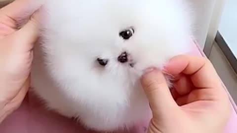 Ah! I faintes because it was so cute!!! A cute puppy.😆❣️❣️