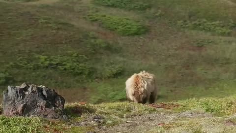 A bear eats a berry in the valley of the giants in Kamchatka