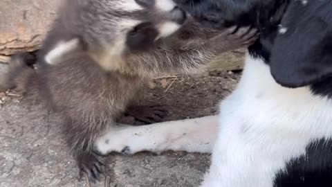 Curious Raccoon Kit Adores Pup
