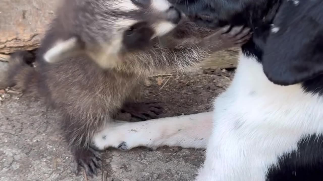 Curious Raccoon Kit Adores Pup