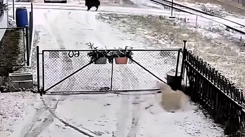 WILD BOAR OPENS THE GATE OF A HOUSE WITH ONE BLOW