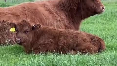 😂🐄 A Day in the Life of a Highland Cow | FunFM