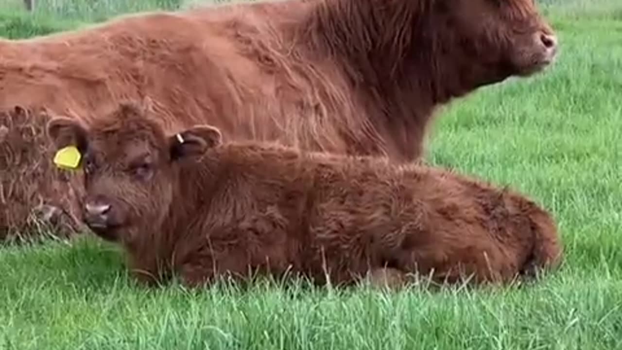 😂🐄 A Day in the Life of a Highland Cow | FunFM