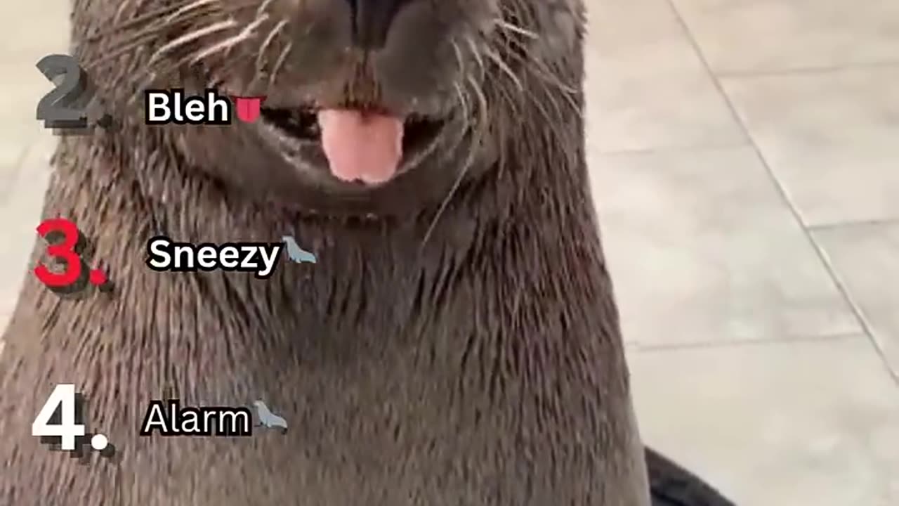 Ranking Funniest Seal moments...