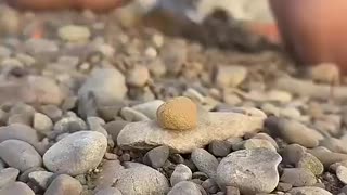 Viral: Lifehack for SURVIVAL✅🥫#camping #survival #bushcraft #outdoors #lifehack